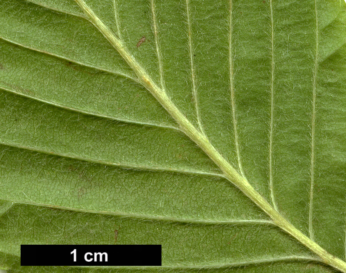 High resolution image: Family: Rosaceae - Genus: Sorbus - Taxon: alnifolia - SpeciesSub: var. submollis